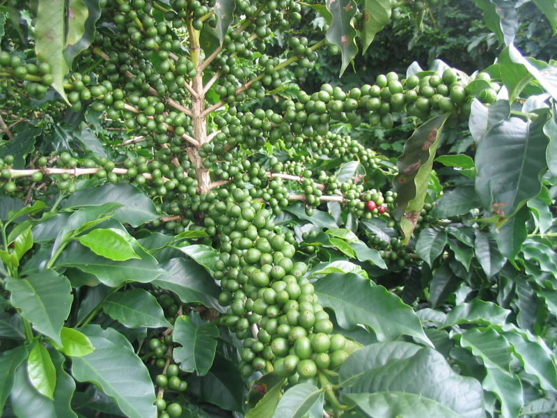Granos de café verde madurando en la planta