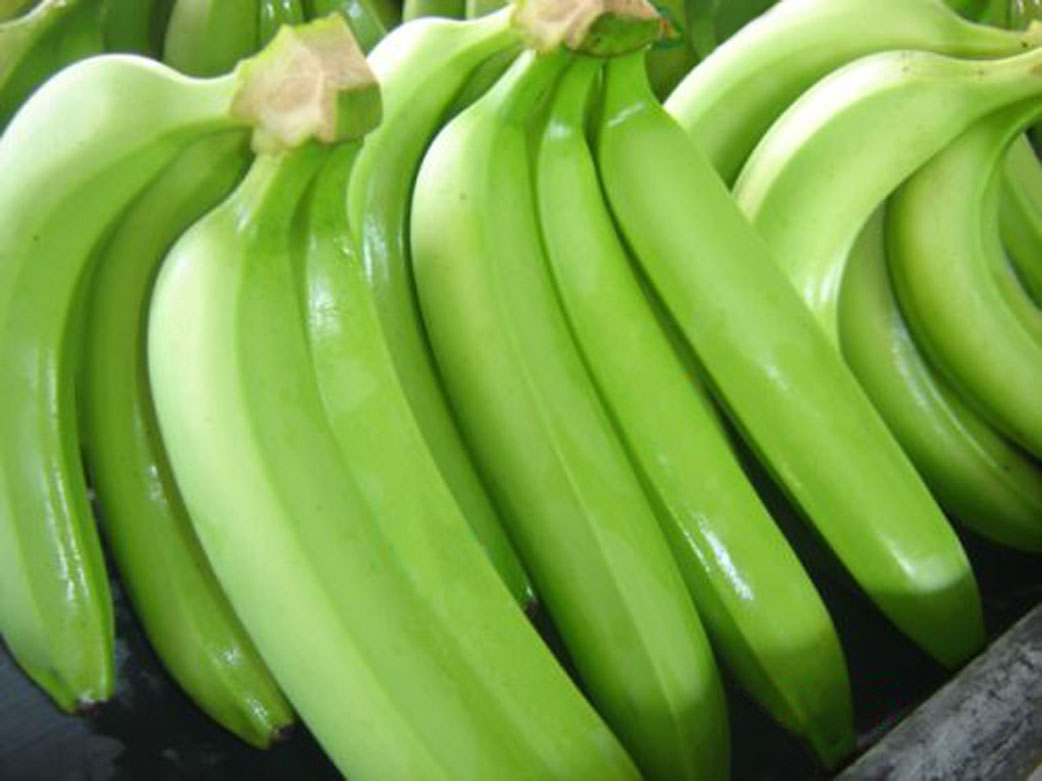 Racimo de bananos verdes en la planta