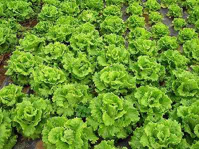 Hojas de lechuga verde fresca