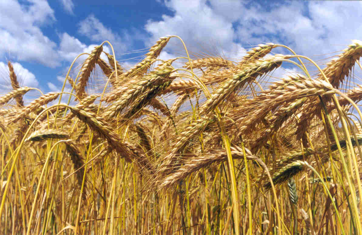 Espigas de trigo listas para cosechar